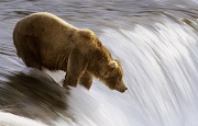 60 -S-Grizzly wedkuje ryby- Alaska