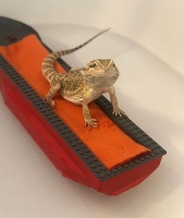 86 - S - Bearded dragon