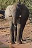21-slon_w_parku_narodowym_w_namibii