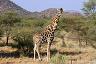 35-zyrafa_w_parku_narodowym_w_namibii