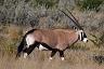 39-oryx