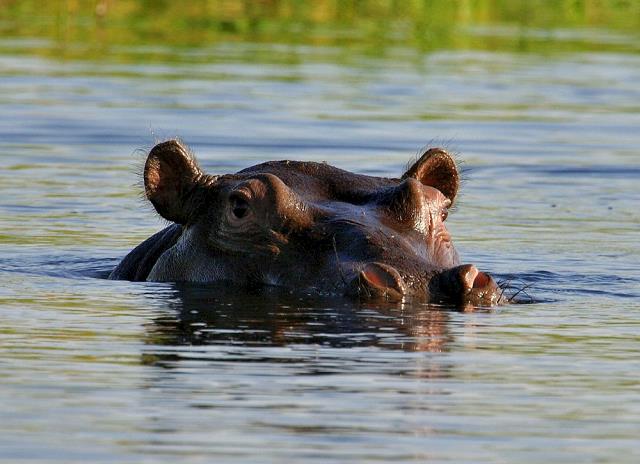 02-hipopotam_w_rzece_okavango-botswana.jpg