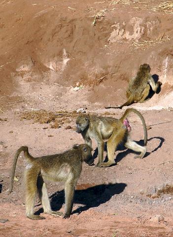 19-chacma_baboon.jpg