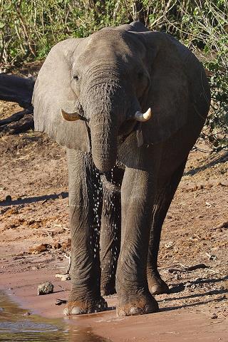 21-slon_w_parku_narodowym_w_namibii.jpg