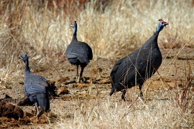 30-helmeted_guineafowl.jpg