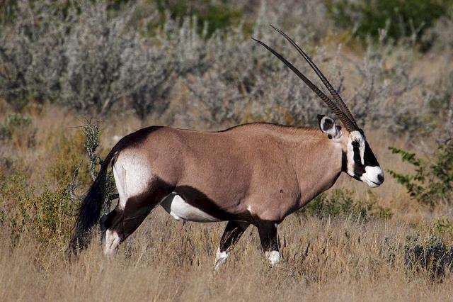 39-oryx.jpg