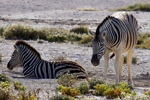 64-pasace_sie_zebry-namibia.jpg