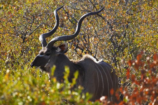 67-antylopa_kudu.jpg