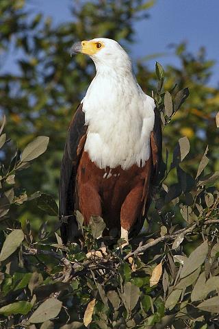 75-fish_eagle.jpg