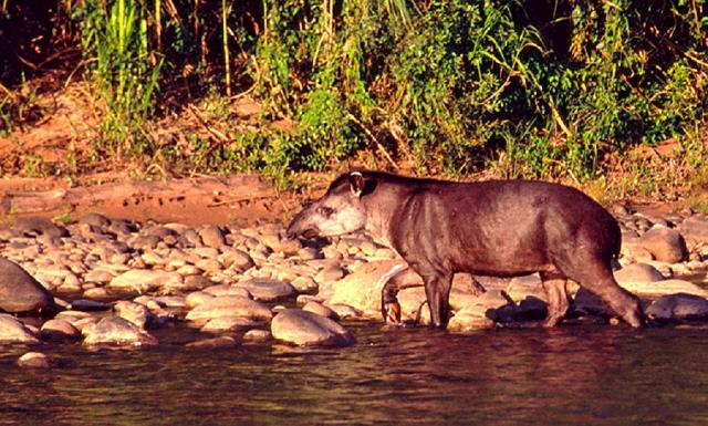 15-tapir.jpg