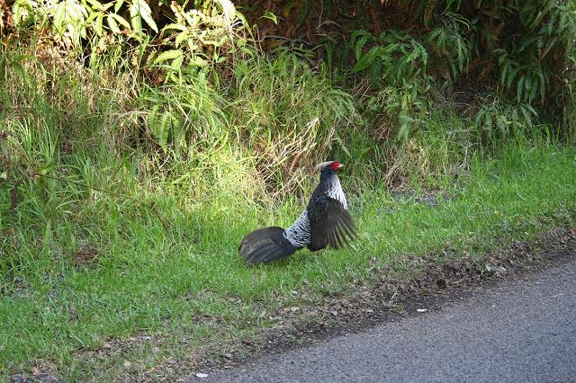 06-fauna_na_hawaii_island.jpg