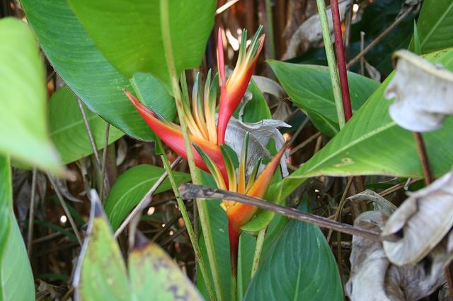 26-flora_w_parku_kahanu_-_maui_island_-_hawaje.jpg