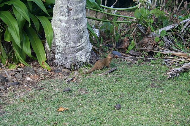 41-flora_i_fauna_przy_hana_way_-_maui.jpg