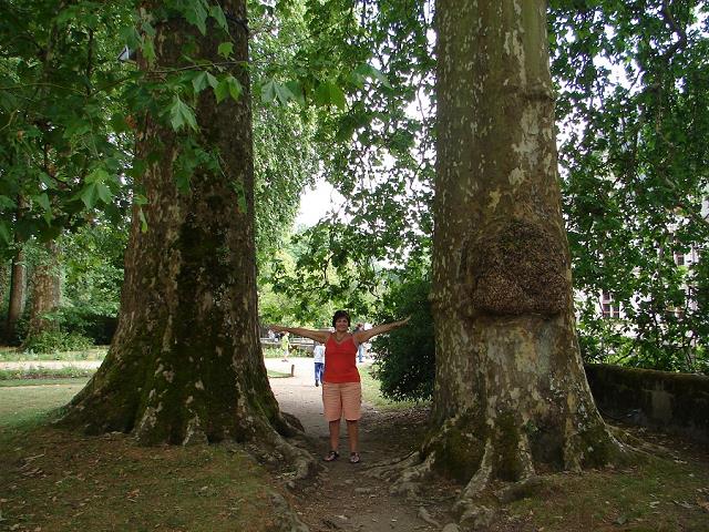 31-drzewa_w_parku_kolo_zamku_azay-le-rideau.jpg