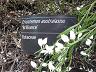 botanic_garden_cranbourne-8