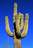 02-Kaktus z Arizony