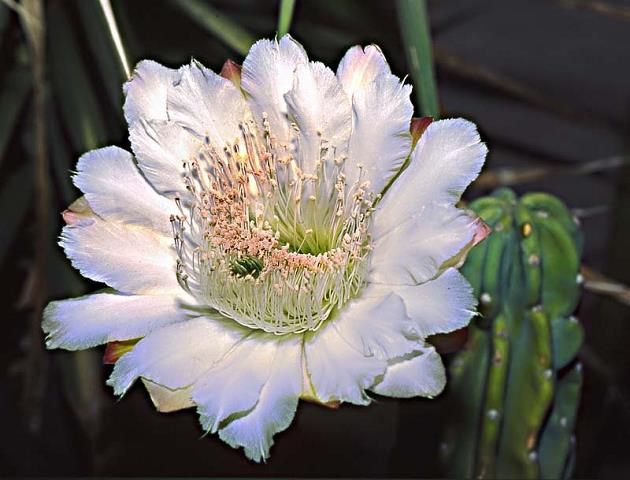 kaktus-kwitnie-noca.jpg