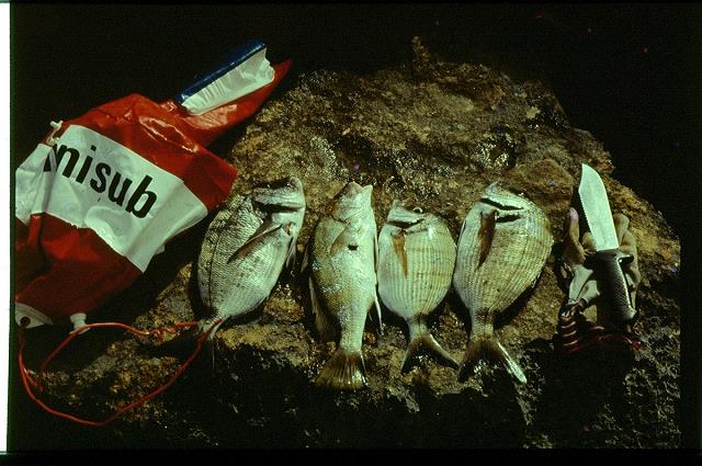 37-porgies_jozka-_libia_1980.jpg