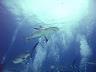 35-wladcy_morz_i_oceanowe-caribbean_reef_sharks-bahamas