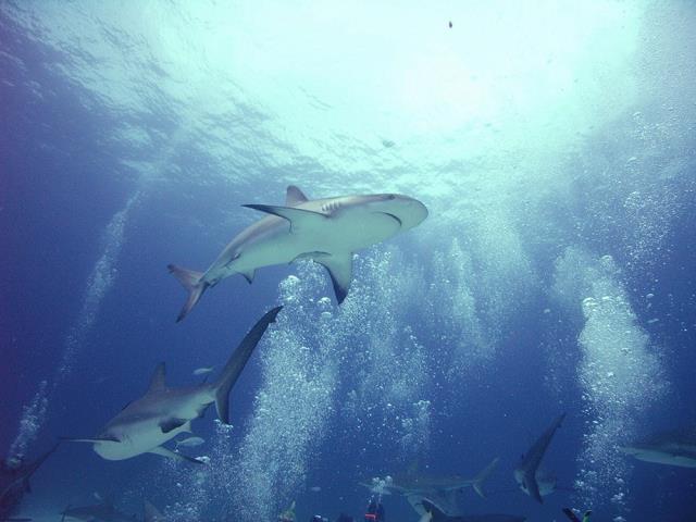 35-wladcy_morz_i_oceanowe-caribbean_reef_sharks-bahamas.jpg