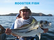 Rooster fish-ryba kogut