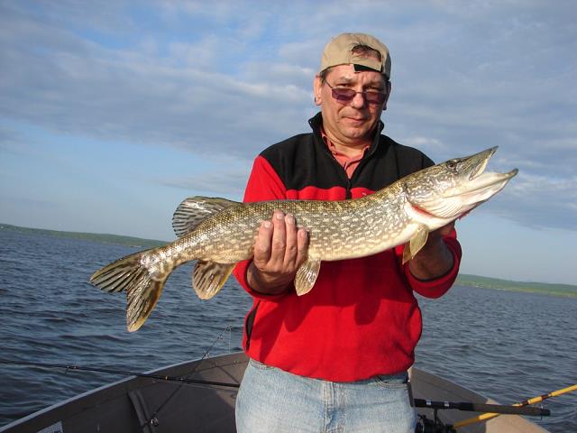 23-nortern_pike-30-75_inch-maj_24-2009-jarek.jpg