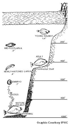 72-halibut-glebokosc_wystepowania.jpg