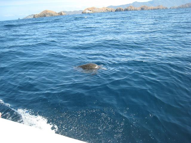 55-zolw_w_parku_wodnym_przy_bat_island_-_zatoka_papagayo.jpg