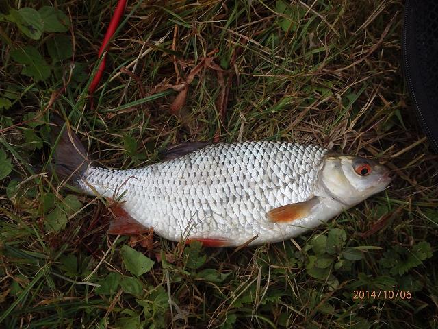 37-plotka_ze_zbiornika_maziarnia_-_pazdziernik_6-_2014.jpg