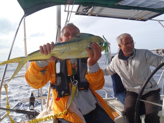 64-mahi-mah-_37_inches_-_94_cm.jpg