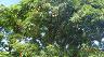 34-drzewo_owocowe_na_bora-bora-2015_rok