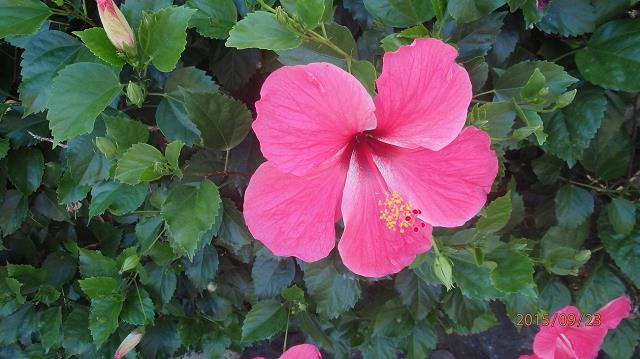 14-hibiscus_rosa_chinensis_-_maupiti_-_p.f._-_2015.jpg