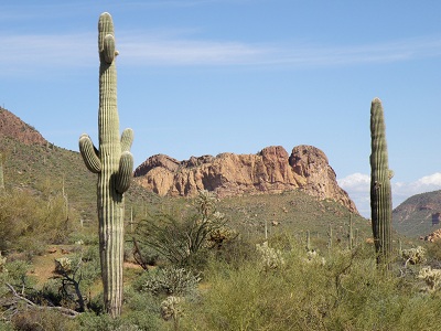 Kaktusy saguaro