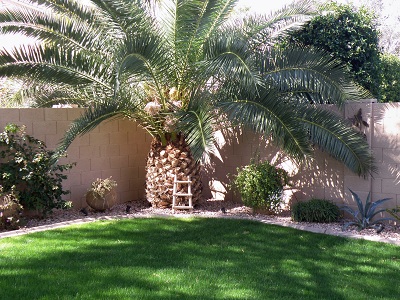 Jedna z wielu naszych palm w ogrodzie