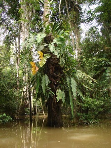 Roslinna walka o by w amazonskiej dzungl