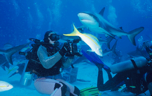 Fotografowanie rekinów-Bahamas