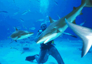 Zabawa z rekinami - Nassau Bahamas