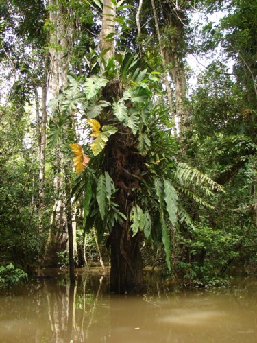 Roslinna walka o byt w amazonskiej dzungli