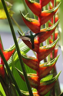 03-Koliberek przy domku w Arenal Paraiso