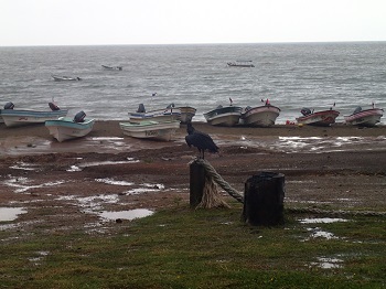 18-Sepy na plazy Arenal w Pedasi po burzy-listopad 2013