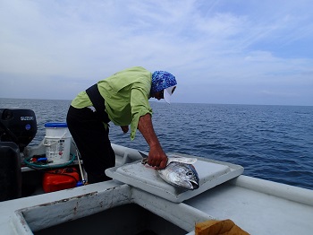 23-Czyszczenie ryb przez kapitana Marcelo