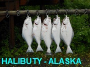 Halibut -Alaska