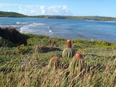Kaktusy na wyspie Culebrita -Listopad 18-2011-autor - Jozef Kolodziej