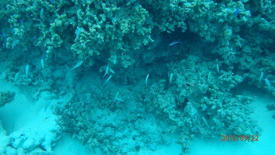 Fragment rafy koralowej