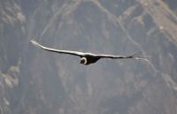 Kondor w locie - 2015