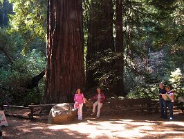 25-Ela i Stefan na tle poteznych sekwoi w Muir Woods National Monument